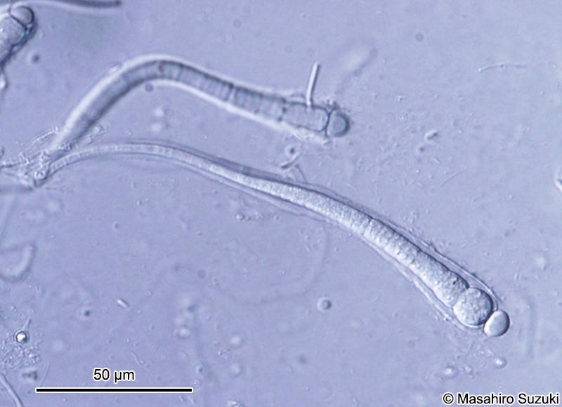 Calothrix parasitica